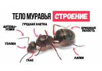 Как устроен муравей: особенности строения Как устроен муравей: особенности строения